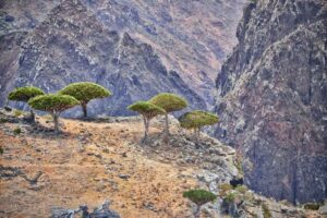 DUOECCO_Inusitados_socotra-ilha